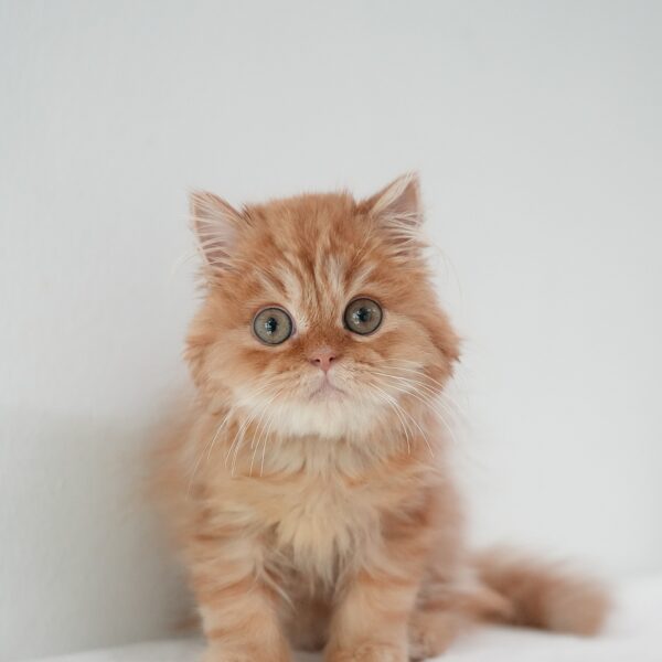 Scottie British Longhair Kitten For Sale