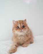 Scottie British Longhair Kitten For Sale