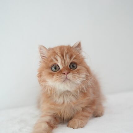 Scottie British Longhair Kitten For Sale