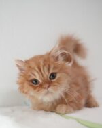 Scottie British Longhair Kitten For Sale