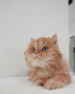 Scottie British Longhair Kitten For Sale