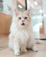 Serena Cream Maine Coon Female Kitten For Sale