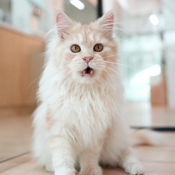 Serena Cream Maine Coon Female Kitten For Sale