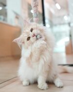 Serena Cream Maine Coon Female Kitten For Sale