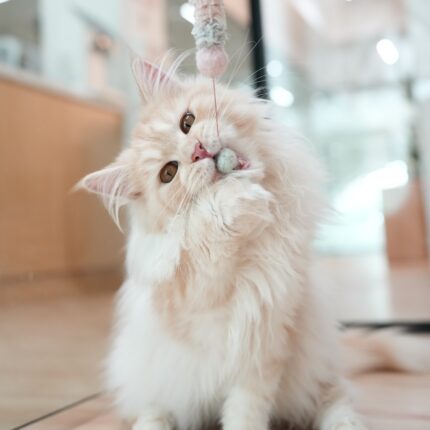 Serena Cream Maine Coon Female Kitten For Sale
