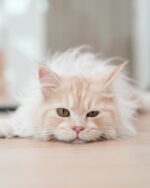 Serena Cream Maine Coon Female Kitten For Sale