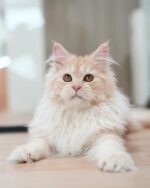 Serena Cream Maine Coon Female Kitten For Sale