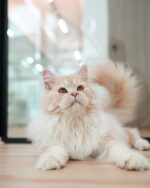 Serena Cream Maine Coon Female Kitten For Sale