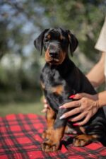 Amos Doberman Pinscher Puppies For Sale