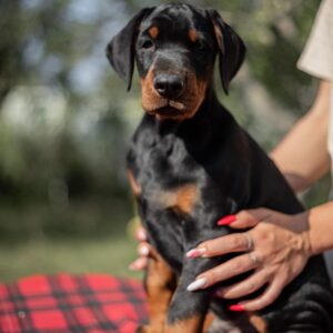Amos Doberman Pinscher Puppies For Sale