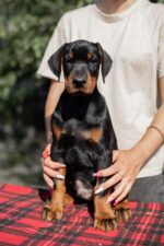 Amos Doberman Pinscher Puppies For Sale