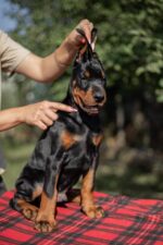 Amos Doberman Pinscher Puppies For Sale