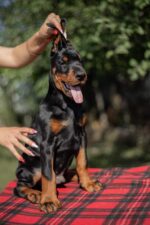 Amos Doberman Pinscher Puppies For Sale