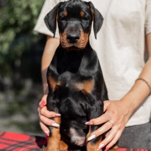 Amos Doberman Pinscher Puppies For Sale