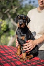 Amos Doberman Pinscher Puppies For Sale