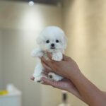 Ingrid Bichon Frise Puppy For Sale