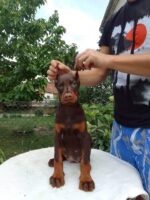Jasmine - Tan Doberman Puppy For Sale