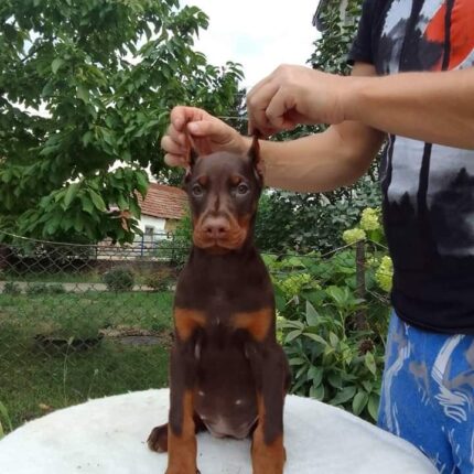 Jasmine - Red Doberman Puppy For Sale