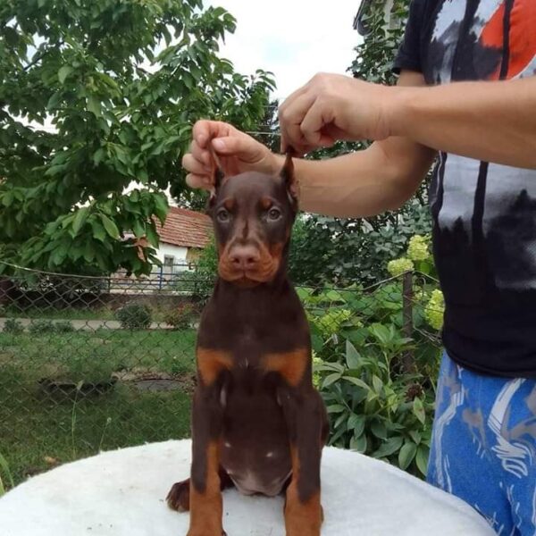 Jasmine - Red Doberman Puppy For Sale