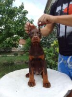 Jasmine - red Doberman Puppy For Sale
