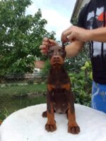 Jasmine - Tan Doberman Puppy For Sale
