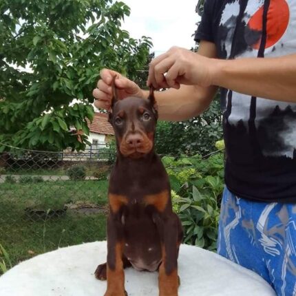 Jasmine - Tan Doberman Puppy For Sale