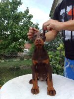Jasmine - Tan Doberman Puppy For Sale