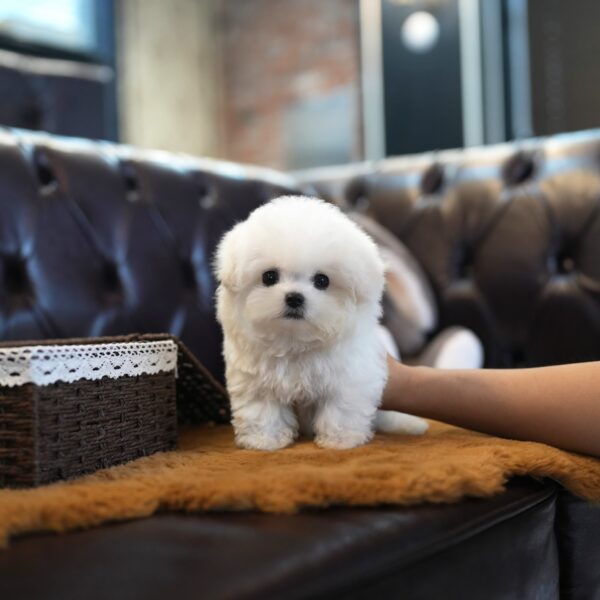 Letty – Bichon Frise Puppy For Sale