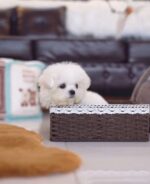 Letty – Bichon Frise Puppy For Sale