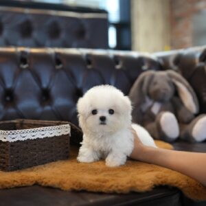 Letty – Bichon Frise Puppy For Sale