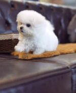 Letty – Bichon Frise Puppy For Sale