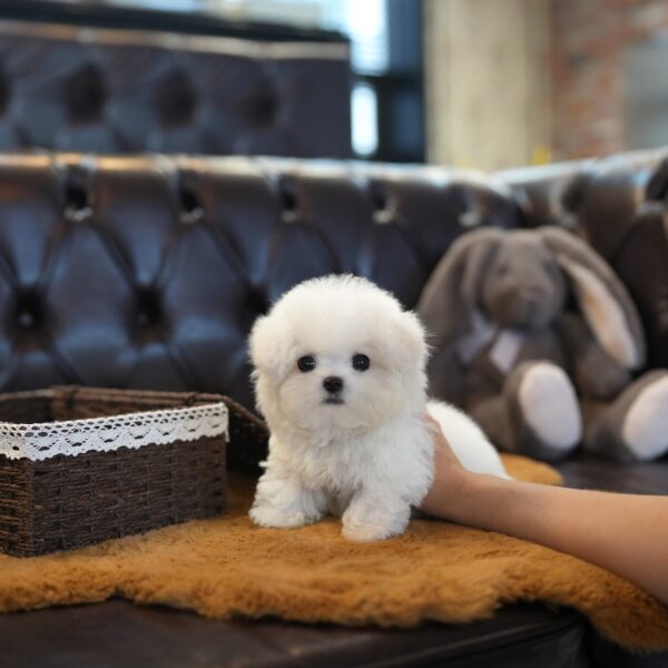 Letty – Bichon Frise Puppy For Sale