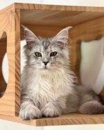 Mireille Silver Maine Coon Kitten For Sale
