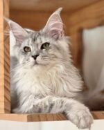 Mireille Silver Maine Coon Kitten For Sale