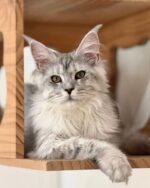 Mireille Silver Maine Coon Kitten For Sale