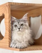 Mireille Silver Maine Coon Kitten For Sale