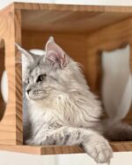 Mireille Silver Maine Coon Kitten For Sale