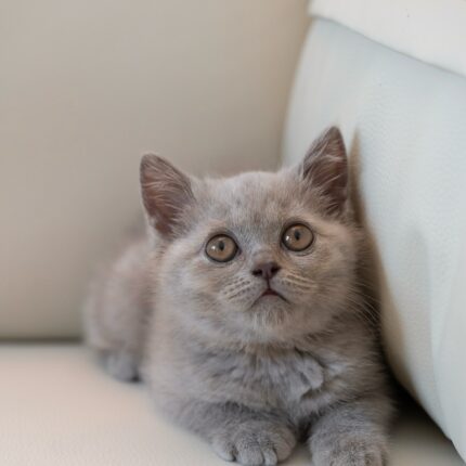 Nico Lilac British Shorthair Kitten For Sale