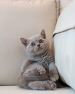 Nico Lilac British Shorthair Kitten For Sale