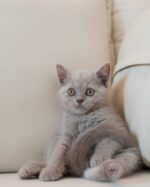 Nico Lilac British Shorthair Kitten For Sale