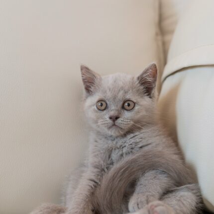 Nico Lilac British Shorthair Kitten For Sale