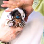 Nirvana Blue Eyed Mini Dachshund Puppy For Sale