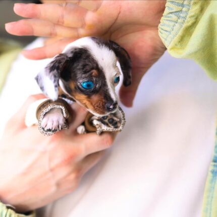 Nirvana Blue Eyed Mini Dachshund Puppy For Sale