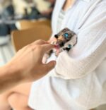 Nirvana Blue Eyed Mini Dachshund Puppy For Sale