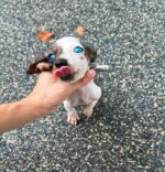 Nirvana Blue Eyed Mini Dachshund Puppy For Sale