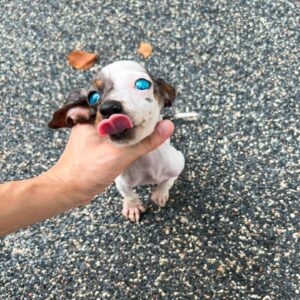 Nirvana Blue Eyed Mini Dachshund Puppy For Sale