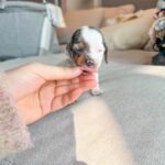 Nirvana Blue Eyed Mini Dachshund Puppy For Sale