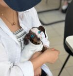 Nirvana Blue Eyed Mini Dachshund Puppy For Sale