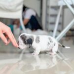 Nirvana Blue Eyed Mini Dachshund Puppy For Sale