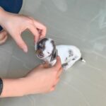 Nirvana Blue Eyed Mini Dachshund Puppy For Sale